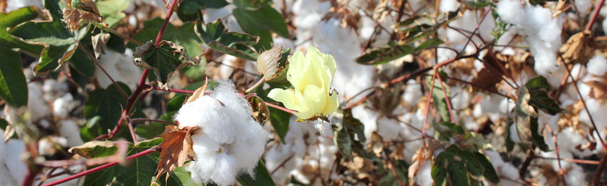 Our 30+ Year Journey