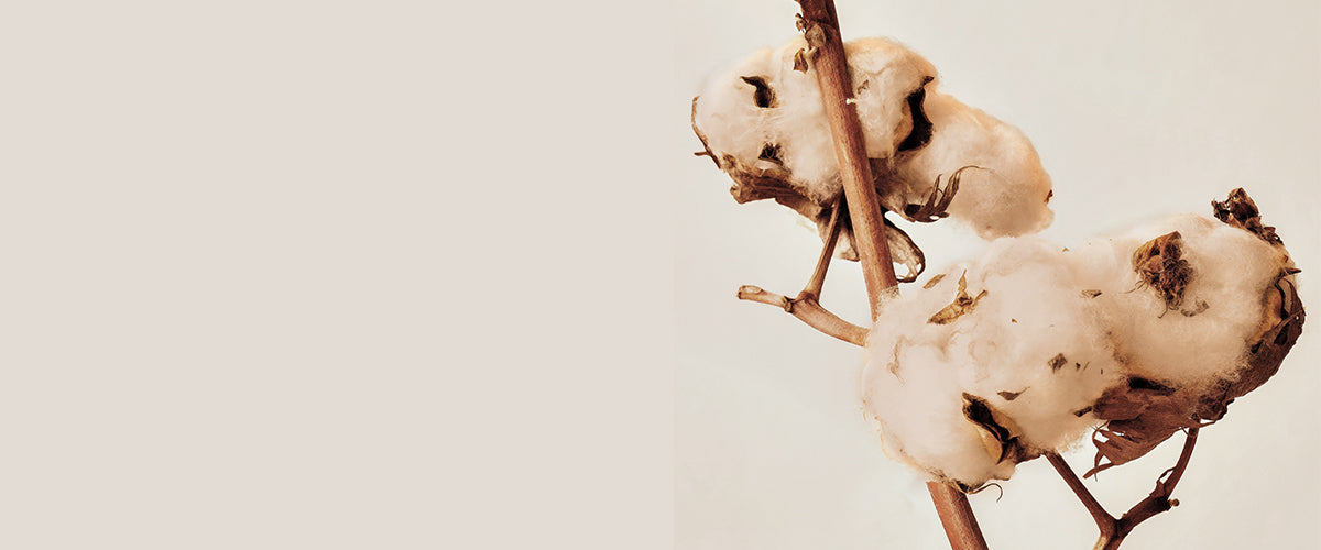 Introducing Cartivias Cotton: The Color of Our Namesake